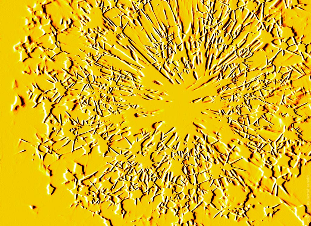 Digitalis Digigramm – Metamorphose eines Fotogramms – Relief Explosion