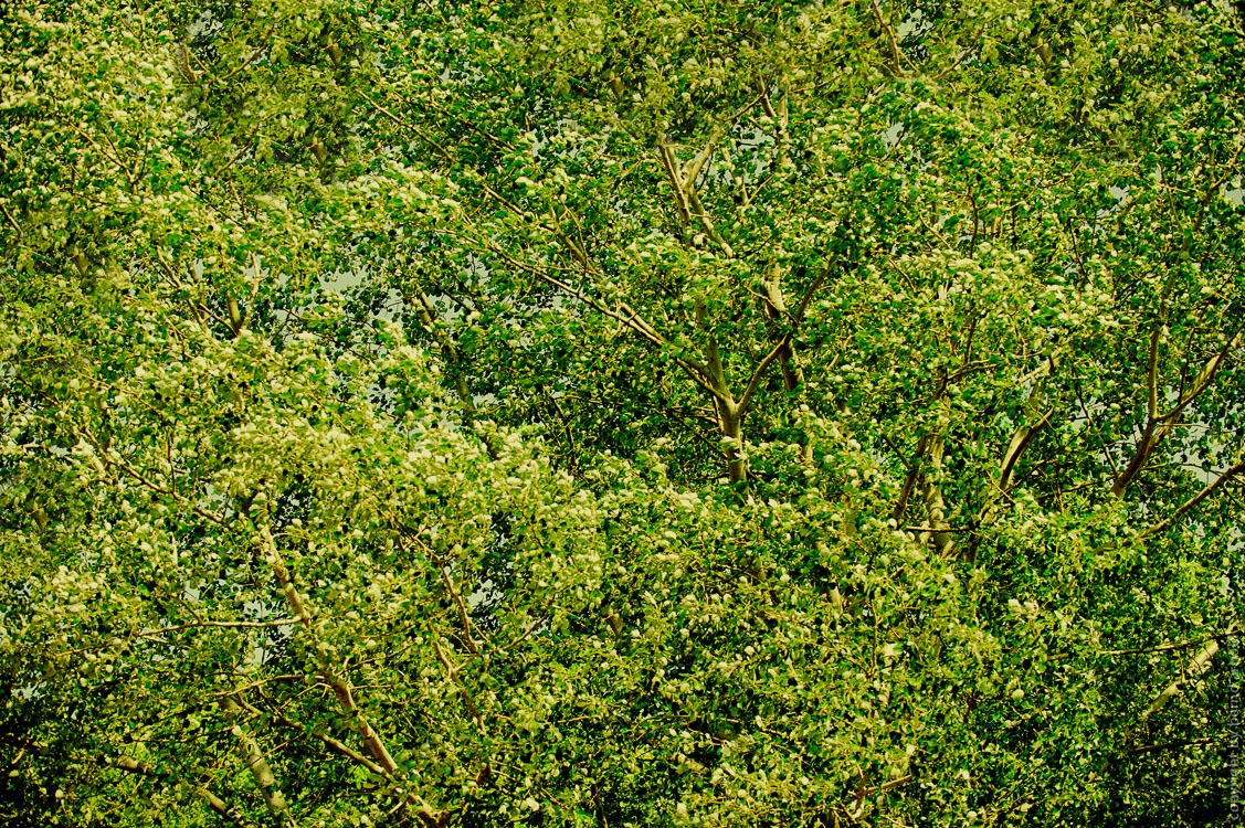 Dichografie Maiwald: Ein dichter undurchdringlicher rauschender Blätterwald #4 Gelb Grün