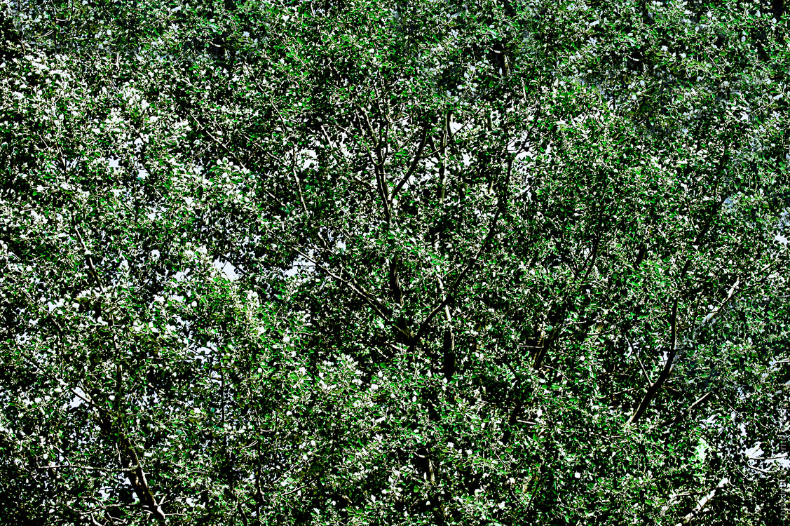 Dichografie Maiwald: Ein dichter undurchdringlicher rauschender Blätterwald #2 Dunkelgrün