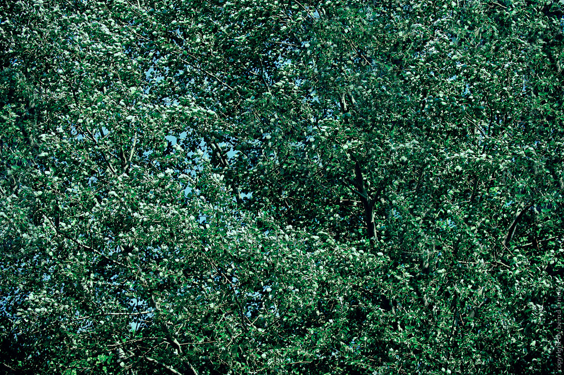 Dichografie Maiwald: Ein dichter undurchdringlicher rauschender Blätterwald #5 Grün Blau