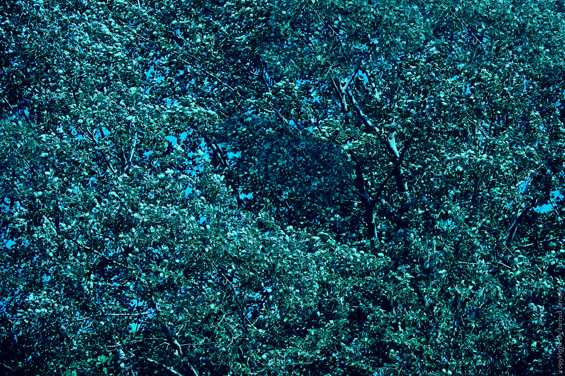 Dichografie Maiwald: Ein dichter undurchdringlicher rauschender Blätterwald #6 Grün Blau Cyan