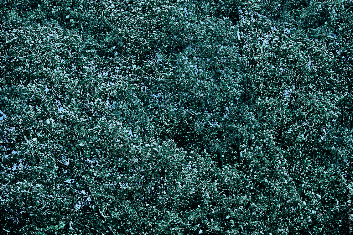 Dichografie Maiwald: Ein dichter undurchdringlicher rauschender Blätterwald #3 Blau Grün