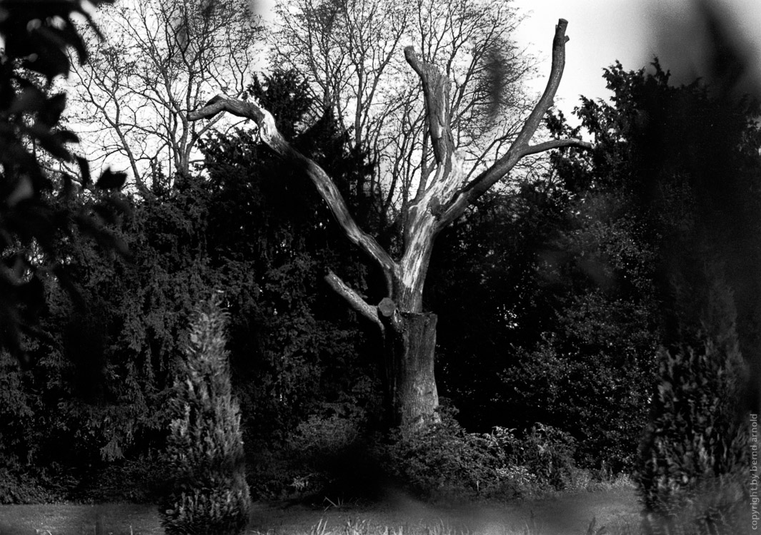 mystic old tree