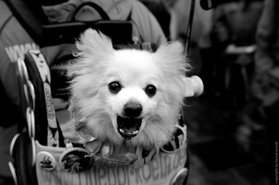 Weißer Hund – Spitz – Tag Deutschland – Freelens Fotojournalismus Projekt