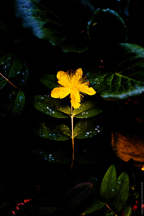Johanniskraut (Hypericum) – Blüte – Die Entdeckung der Stille
