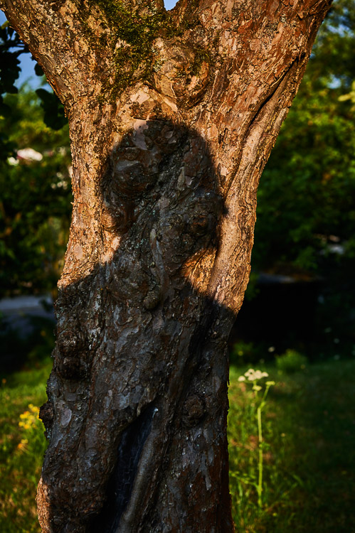 Bernd Arnold 2013 Self portrait as a shadow on a tree