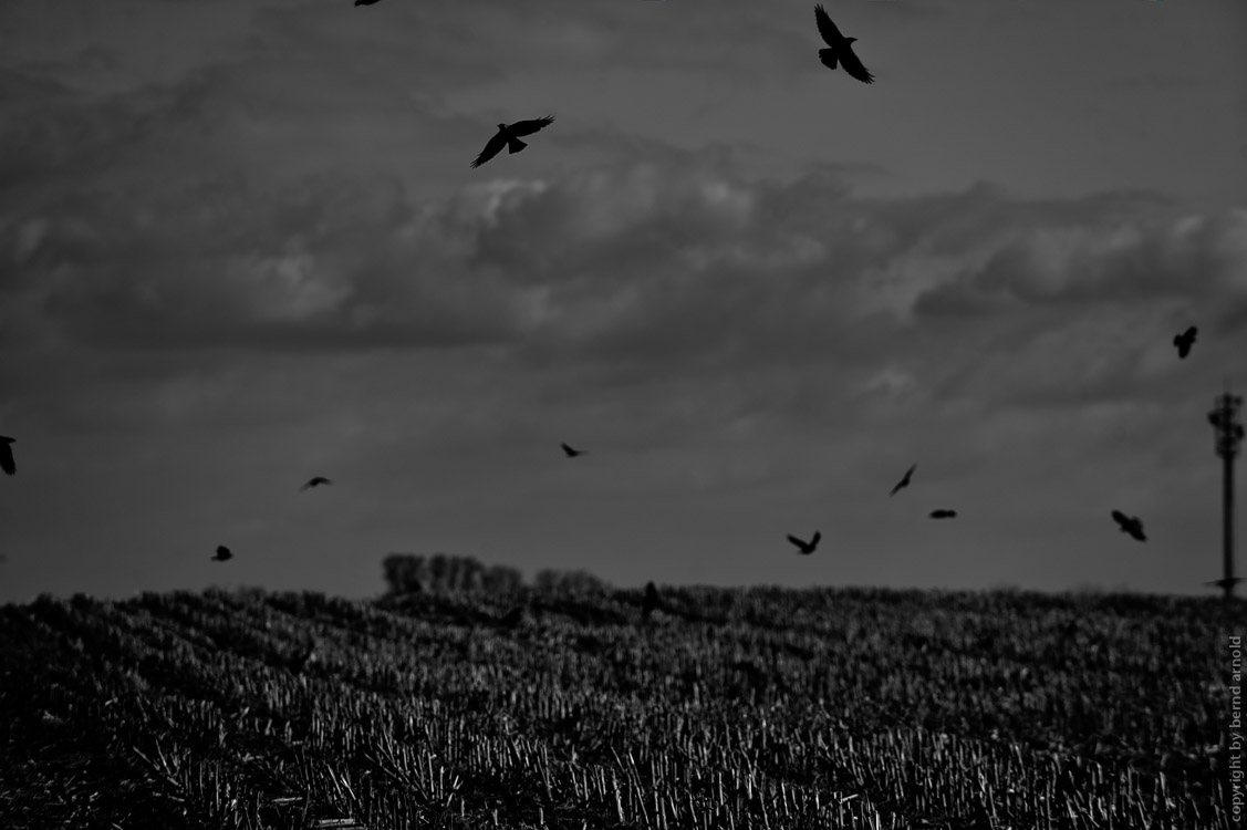 Black East – landscape with crows – photography about East Germany