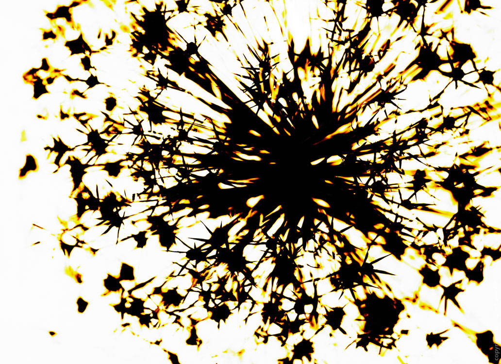 Digitalis Digigramm – Metamorphose eines Fotogramms – Explosion