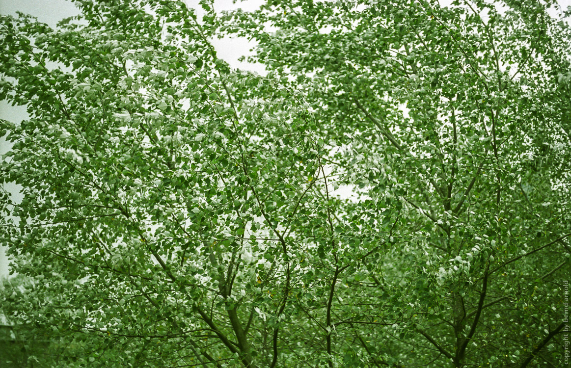 Das Rauschen der Blätter im Wald