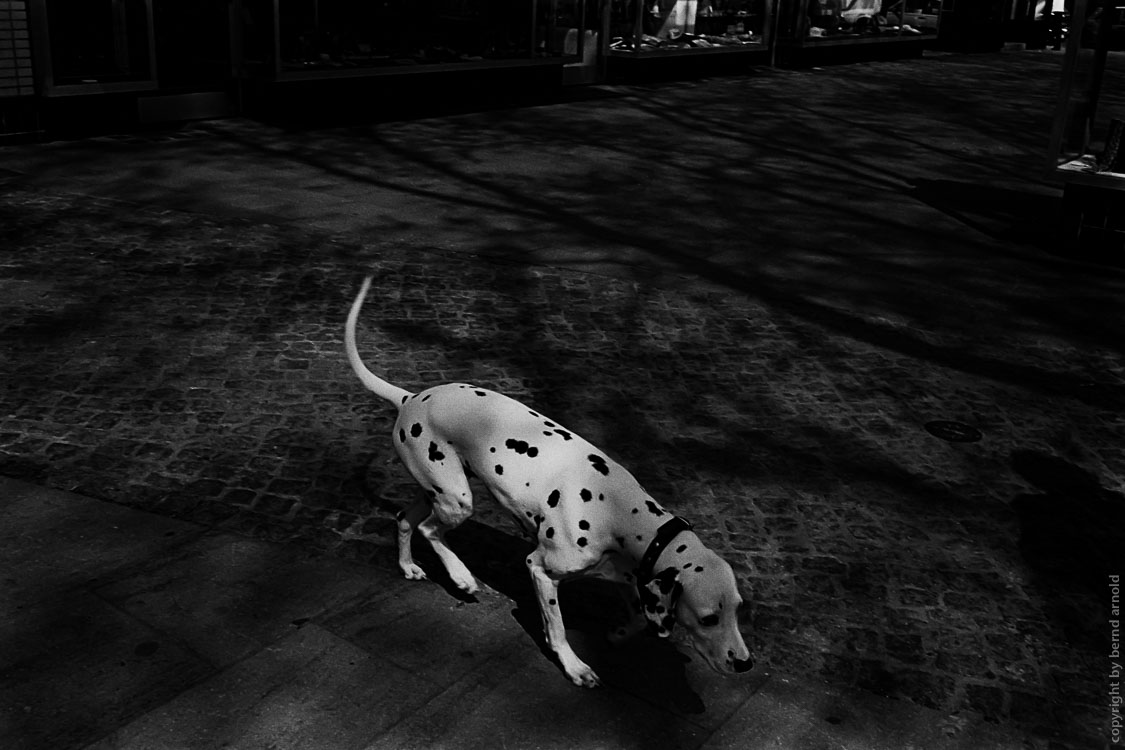 Dokumentarfotografie – Dalmatiner in Berlin Stadtportrait