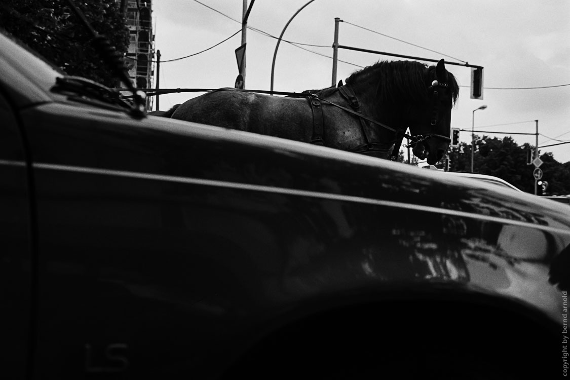 Dokumentarfotografie – Pferd warte an einer roten Ampel in Berlin