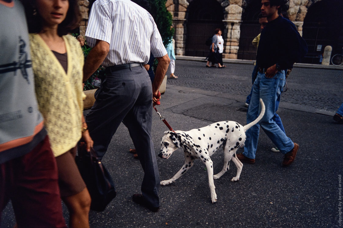 Stadtportrait Verona (Veneto, Italien) – Dalmatiner