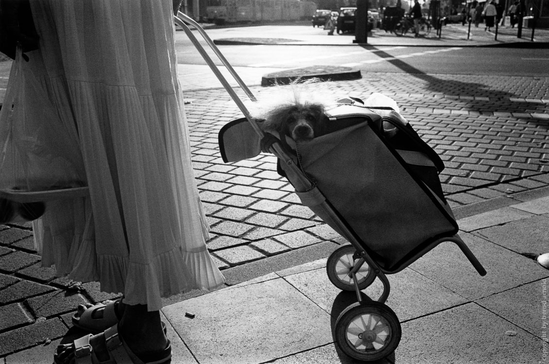 Fotoessay über die Neugestaltung der Kölner Ringe 1988 – Hund in Einkaufswagen