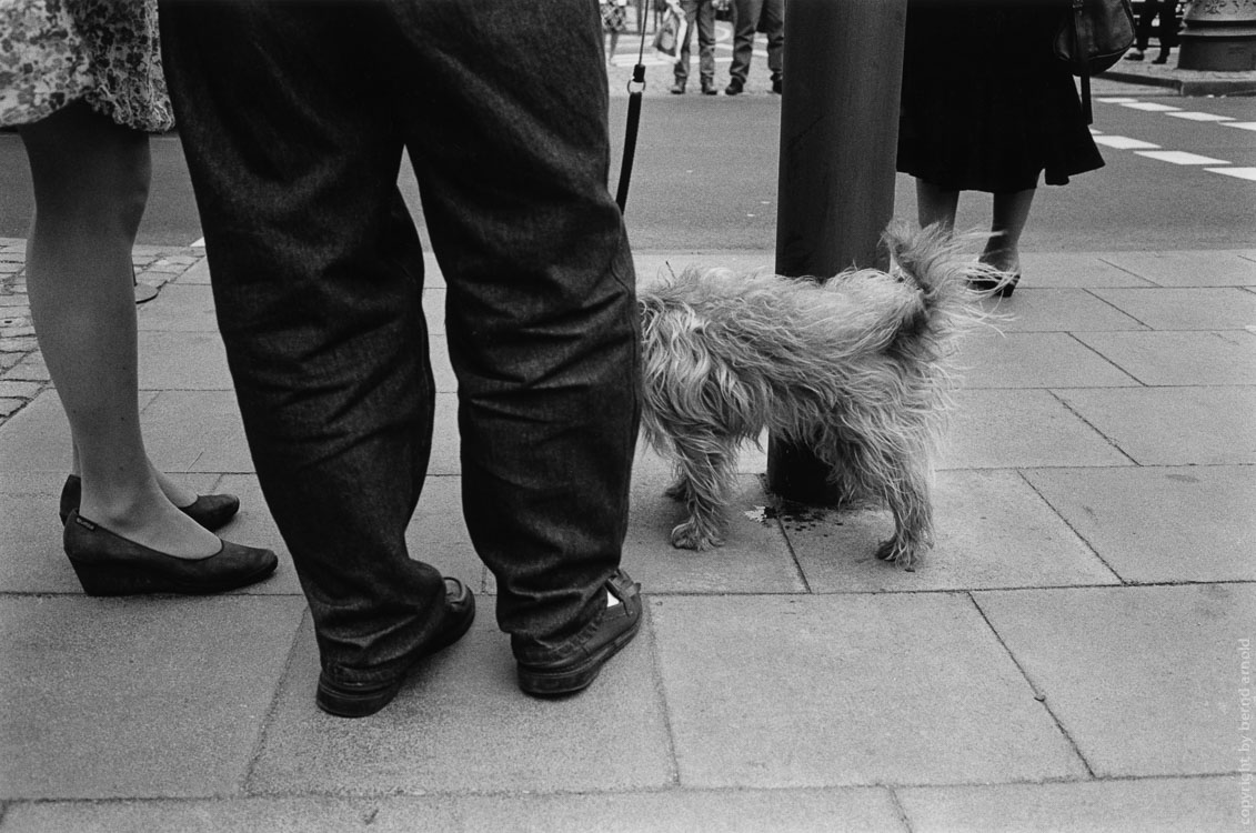 Fotografie Kölner Ringe – Hund hebt Bein