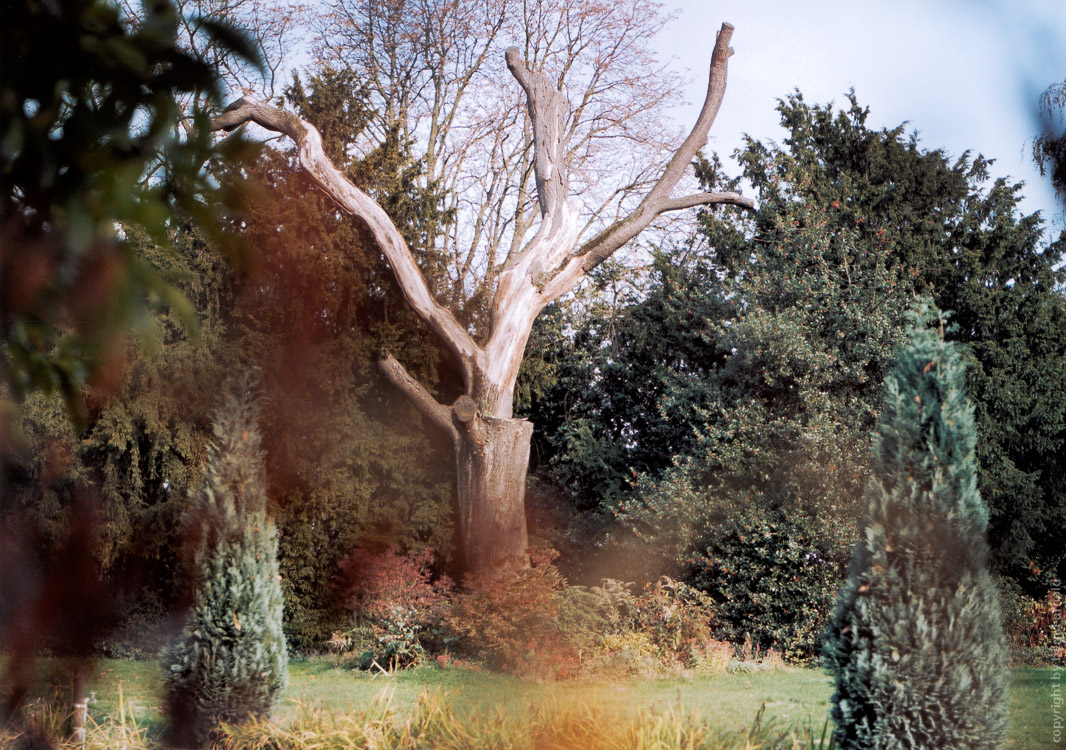 Verdorrter Baum in farbe