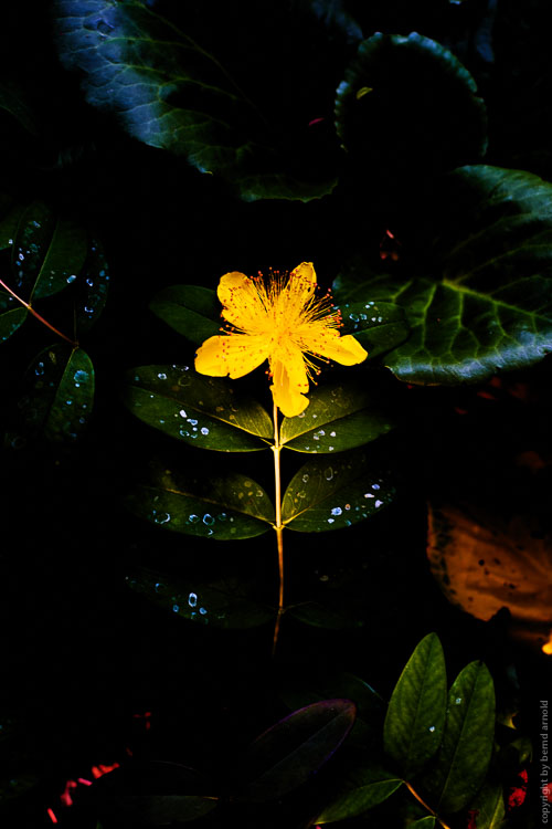 Johanniskraut (Hypericum) – Fotografien – Die Entdeckung der Stille – Stillleben