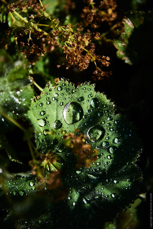 Frauenmantel (Alchemilla vulgaris) gehoert zu den Rosengewaechsen (Rosaceae)