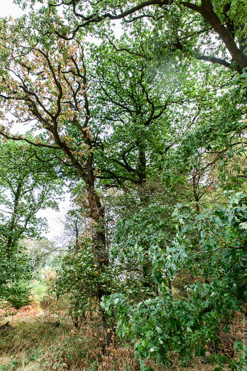 Stille Wald Hambacher Forst – Braunkohleabbau Garzweiler