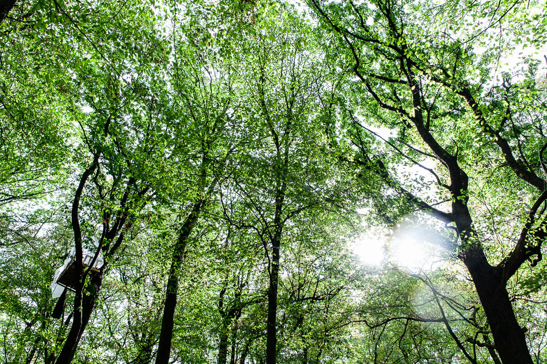 Stille Wald Hambacher Forst – Braunkohleabbau Garzweiler