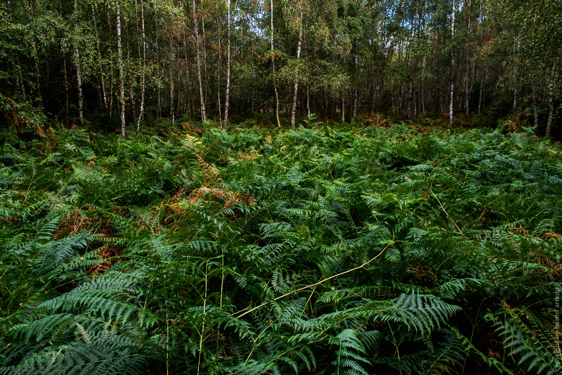 Stille Wald Hambacher Forst – Braunkohleabbau Garzweiler