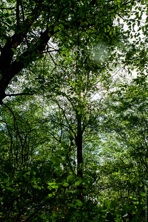 Stille Wald Hambacher Forst – Braunkohleabbau Garzweiler