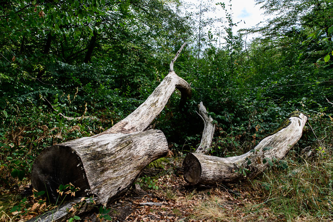 Stille Wald Hambacher Forst – Braunkohleabbau Garzweiler