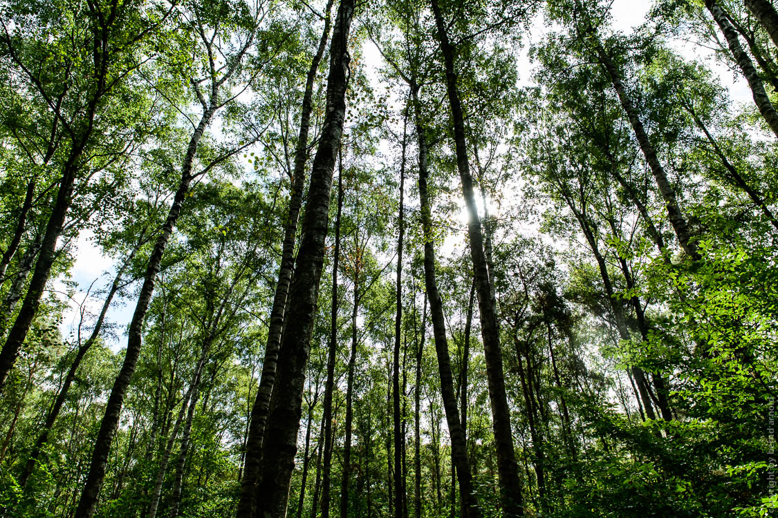 Stille Wald Hambacher Forst – Braunkohleabbau Garzweiler