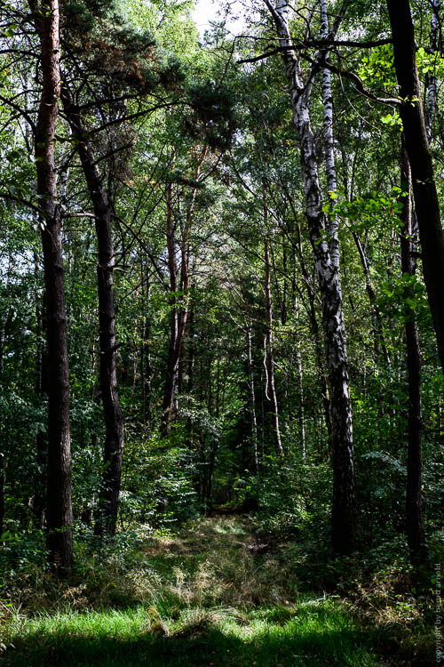 Stille Wald Hambacher Forst – Braunkohleabbau Garzweiler