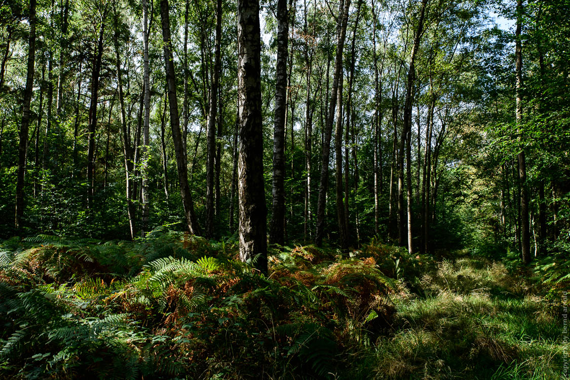 Stille -  Hambacher Forst - Ruhe