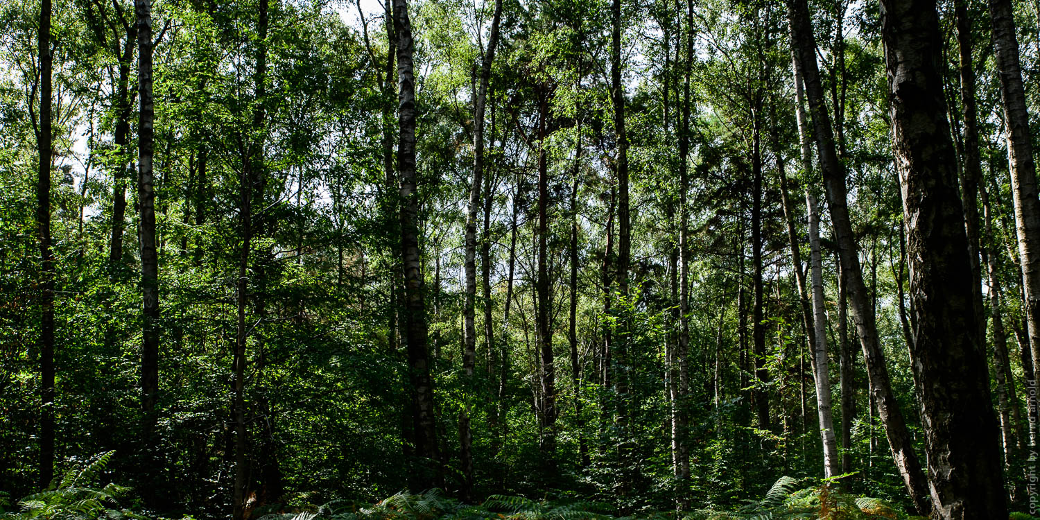 Stille Wald Hambacher Forst – Braunkohleabbau Garzweiler