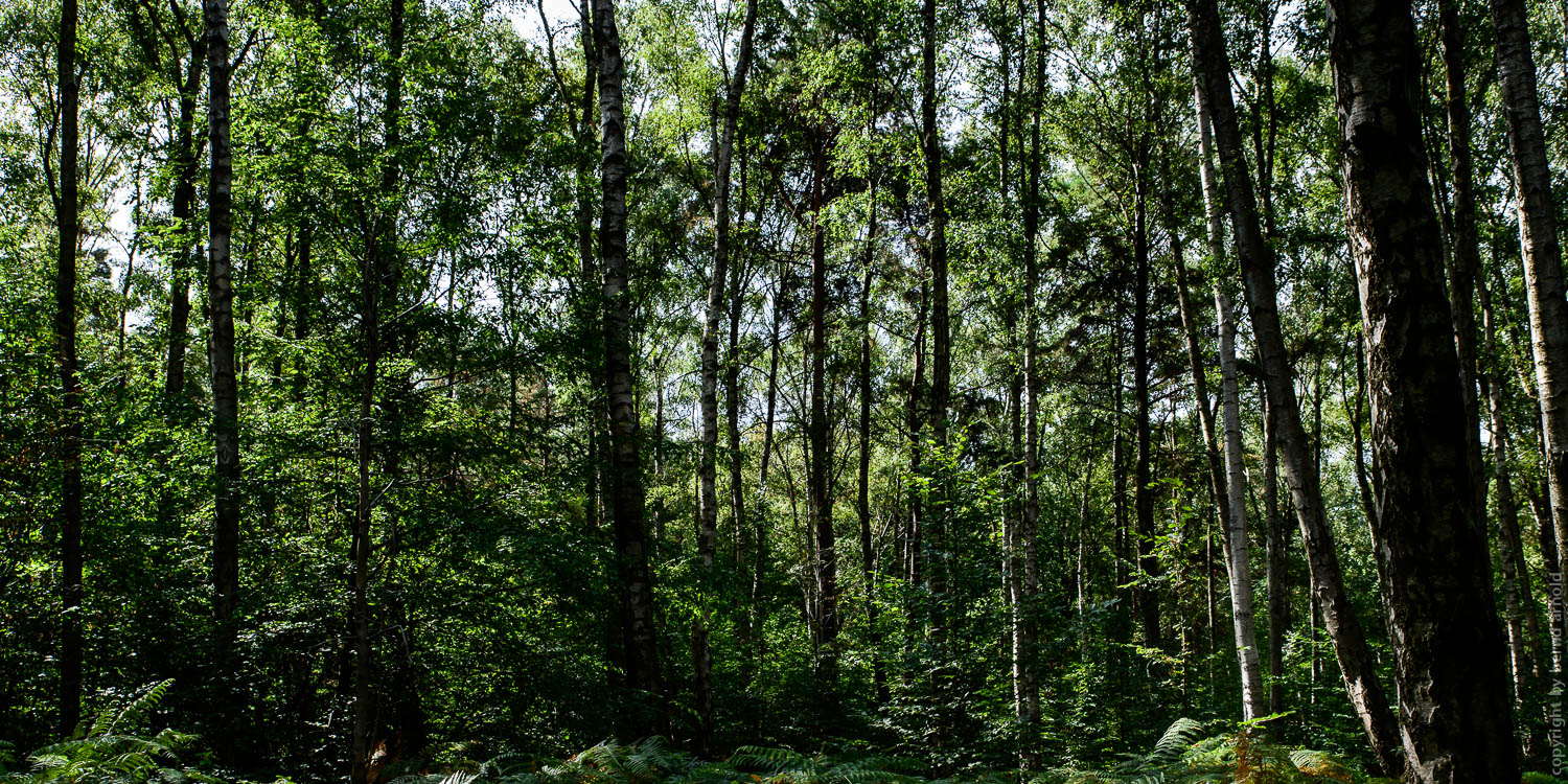 Stille Hambacher Forst – Braunkohleabbau Garzweiler Stille Wald Hambacher Forst – Braunkohleabbau Garzweiler