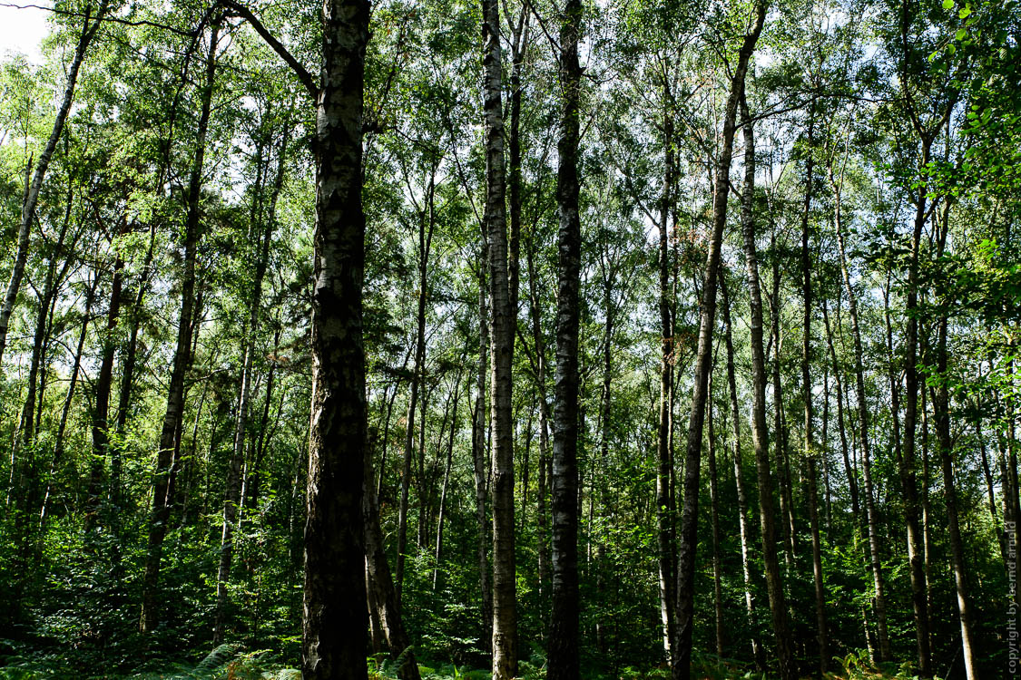 Stille Wald Hambacher Forst – Braunkohleabbau Garzweiler