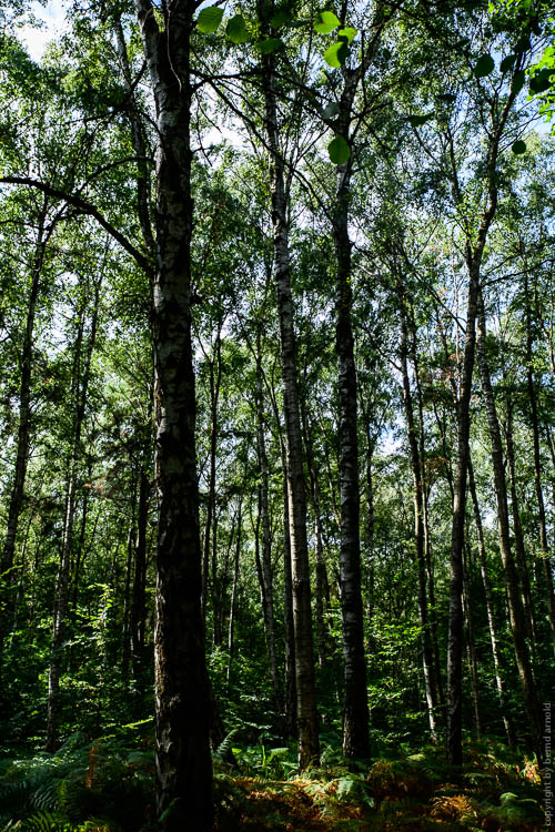 Stille Wald Hambacher Forst – Braunkohleabbau Garzweiler