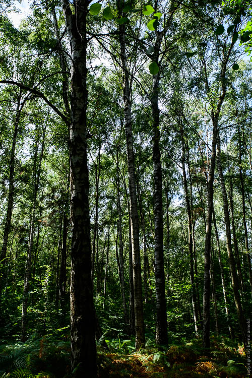Stille Hambacher Forst – Braunkohleabbau Garzweiler Stille Wald Hambacher Forst – Braunkohleabbau Garzweiler