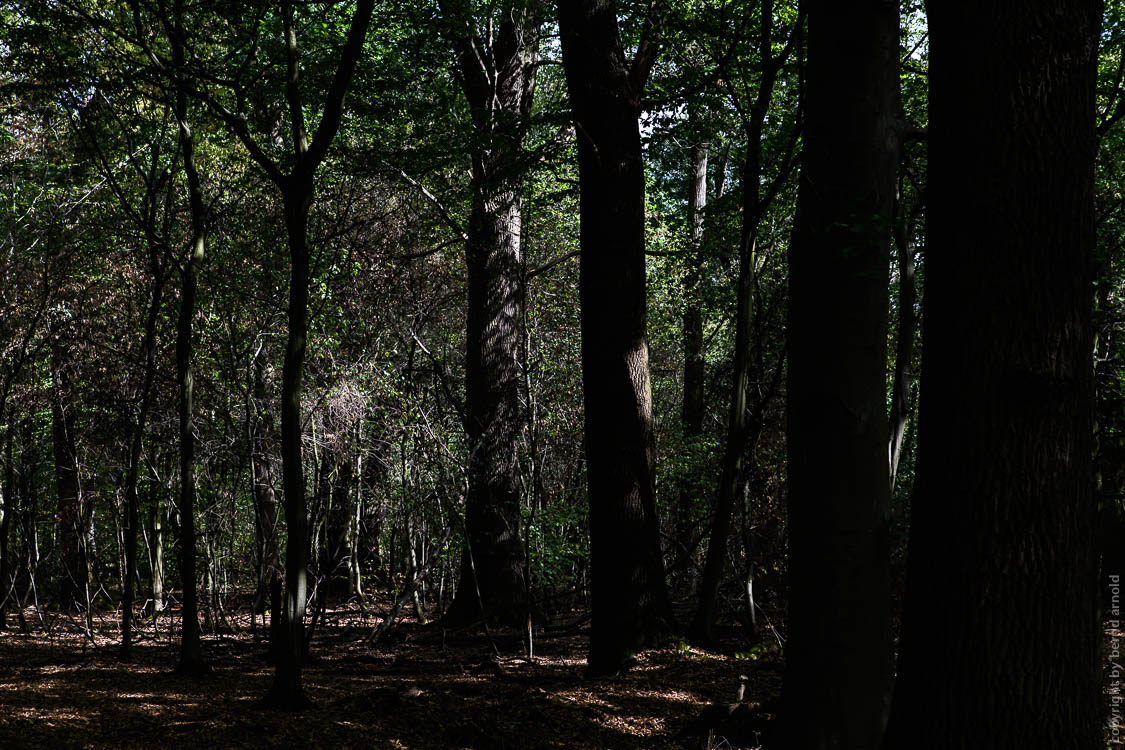 Stille Wald Hambacher Forst – Braunkohleabbau Garzweiler