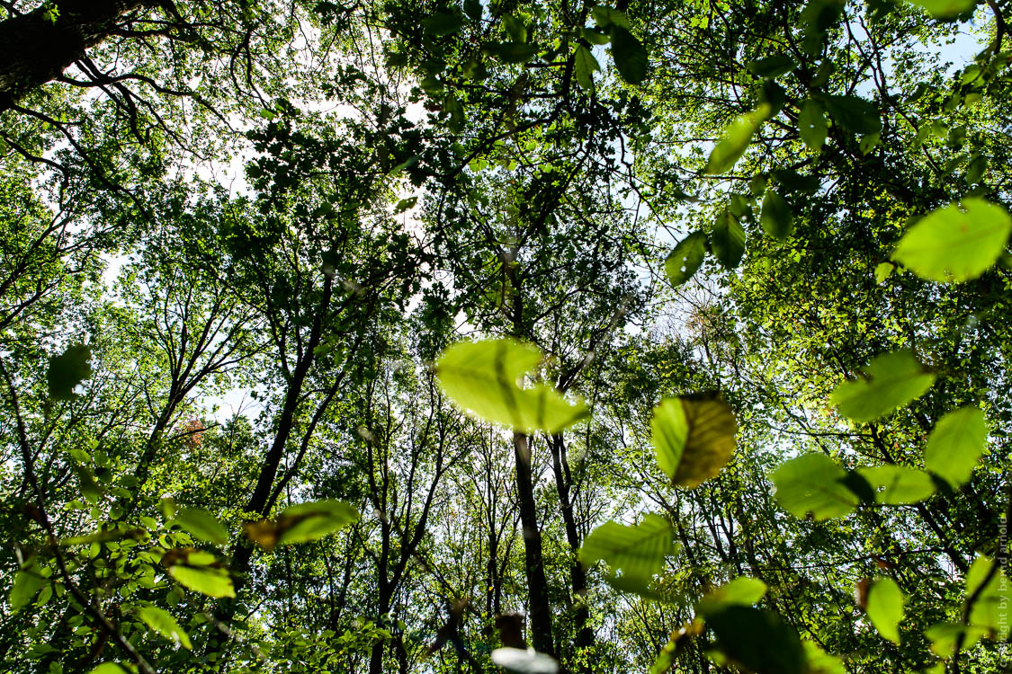 Stille Wald Hambacher Forst – Braunkohleabbau Garzweiler