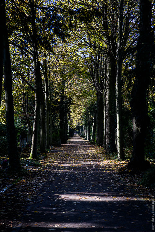 Weg auf Melatenfriedhof in Köln