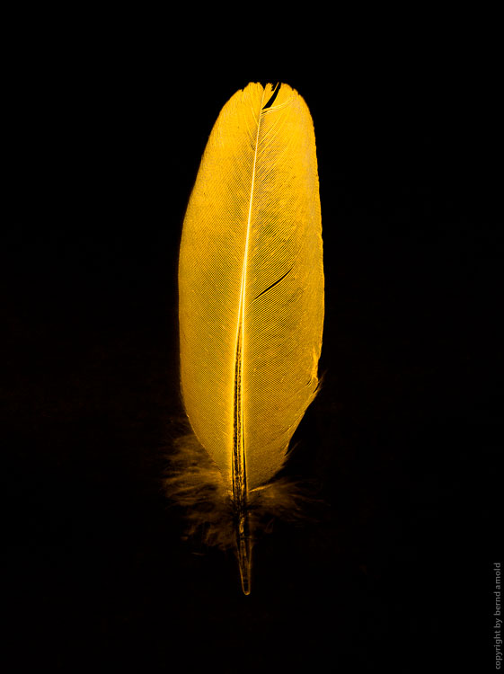 feather of a bird – still life