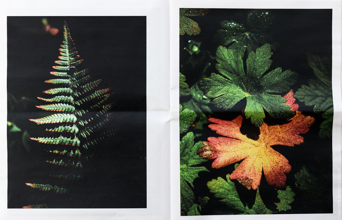 Zeitungsdruck als Edition Auflage 50, Die Entdeckung der Stille Farn – Fotografien Die Entdeckung der Stille, Edition Zeitungsdruck, Bernd Arnold