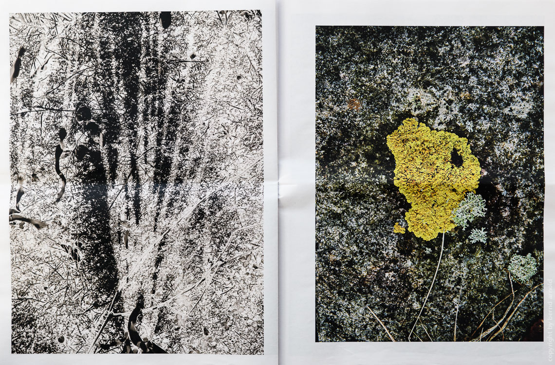 Zeitungsdruck als Edition Auflage 50, Die Entdeckung der Stille Mossblume – Fotografien Die Entdeckung der Stille, Edition Zeitungsdruck, Bernd Arnold