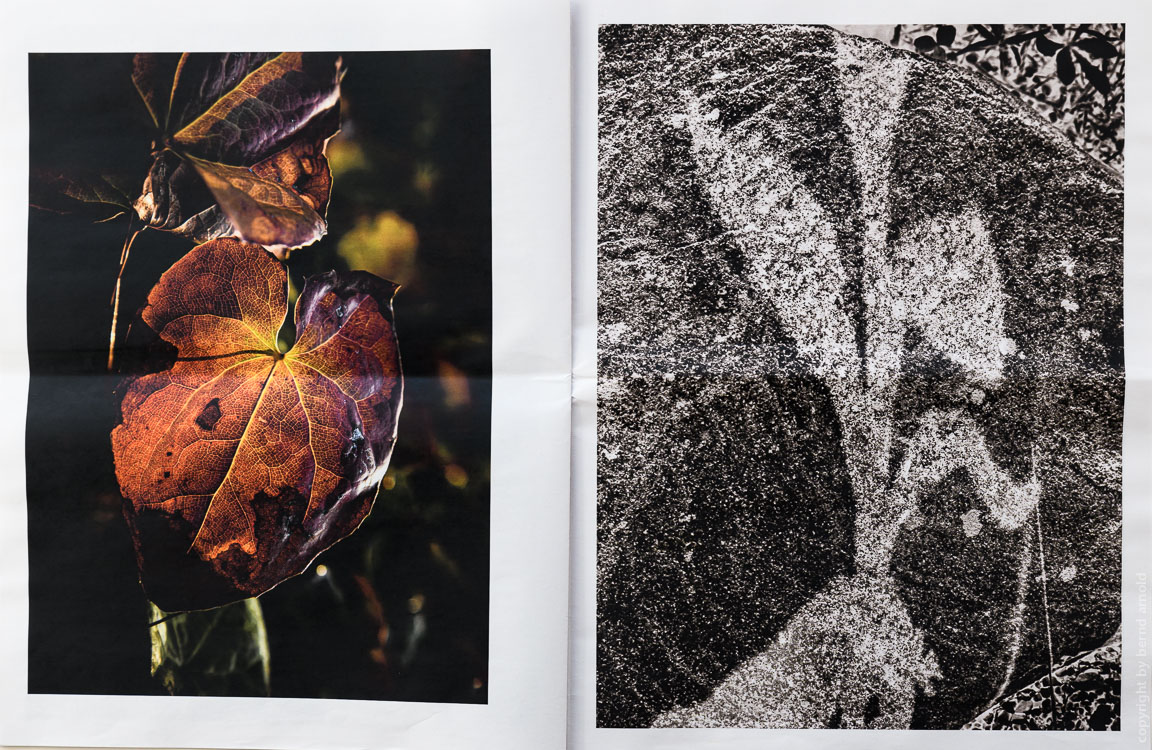 Zeitungsdruck als Edition Auflage 50, Die Entdeckung der Stille Gottesanbeterin – Fotografien Die Entdeckung der Stille, Edition Zeitungsdruck, Bernd Arnold