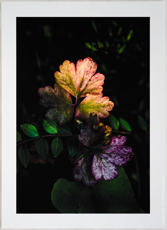 Vintage Archival Pigment Print – Die Zeit der großen Stille, 2020